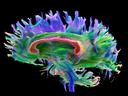 A virtual journey through the human body
