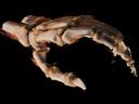 3D image of a hand