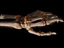 3D image of a hand