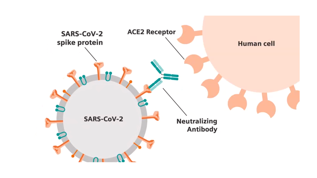 SARS-CoV-2 antibody test from Siemens Healthineers evaluated against ...