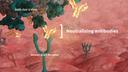 The spike receptor-binding domain (S1 RBD) antigen plays a crucial role in the detection of neutralizing antibodies.