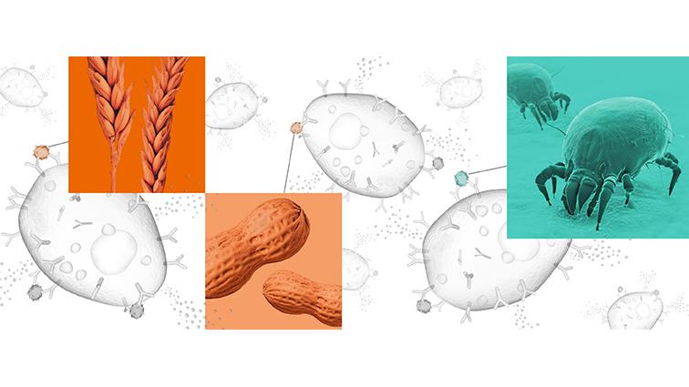 Siemens Healthineers Expands Peanut Testing to Help Improve Allergy Sufferers’ Quality of Life; Other New Component Allergens Available, too